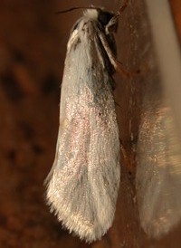 Eastern False Yucca Moth